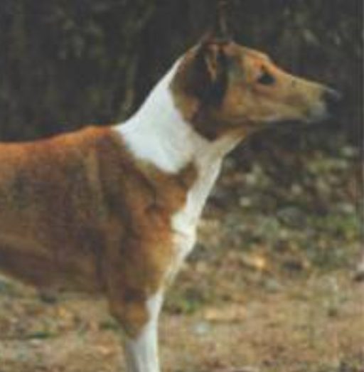 Ronja